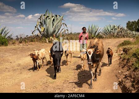 Eth786Ethiopia, Tigray, Axum (Aksum), Abalanicos, girl driving family’s cattle and goats along dusty road Stock Photo