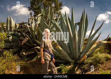 Ethiopia, Tigray, Axum (Aksum), Abalanicos, senior western tourist dwarfed by huge aloe plant Stock Photo