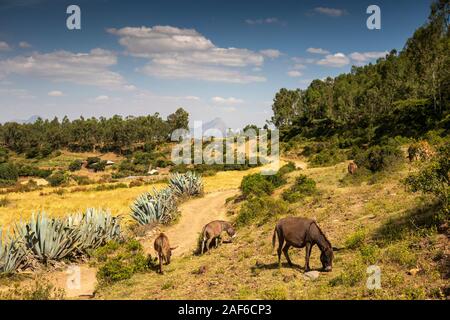 Ethiopia, Tigray, Axum (Aksum), Abalanicos, donkeys grazing beside dusty road Stock Photo