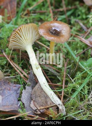 Hygrophorus hypothejus, known as herald of the winter,  late fall waxy cap or yellow-gilled waxcap, wild mushrooms from Finland Stock Photo