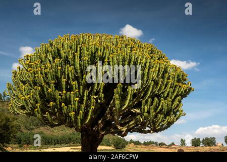 Ethiopia, Tigray, Axum (Aksum), Abalanicos, Euphorbia candelabrum, candelabra tree Stock Photo