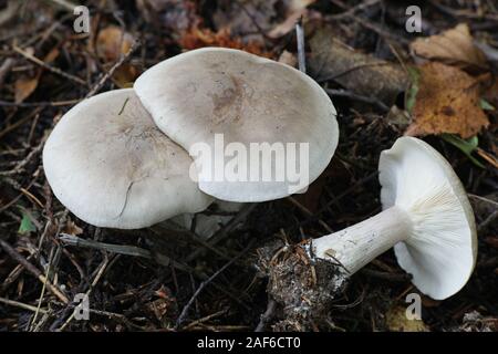 Clitocybe nebularis, known as the clouded agaric or cloud funnel, wild mushrooms from Finland Stock Photo