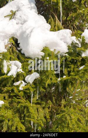 Spruce branches are covered with ice and snow. Icicles hanging from branches Stock Photo