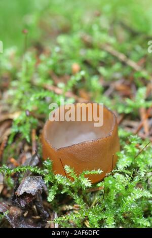 Humaria hemisphaerica, known as the hairy fairy cup, the brown-haired fairy cup or glazed cup, mushrooms from Finland Stock Photo