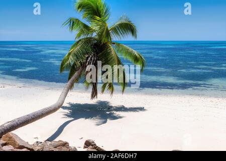 Coconut palm tree over Sunny beach Stock Photo