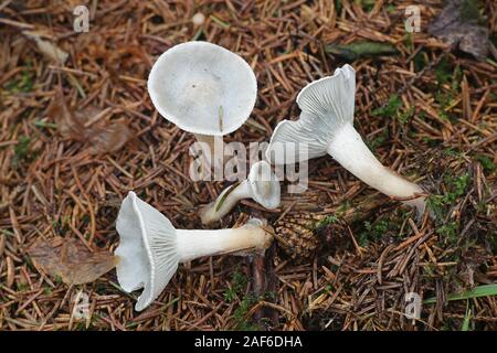 Clitocybe odora, known as the Aniseed Toadstool or Aniseed Funnel Cap, mushrooms from Finland Stock Photo