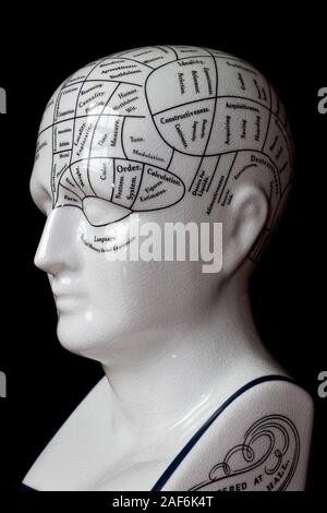 Vintage porcelain phrenology head showing the brain map used in psychology education. Stock Photo