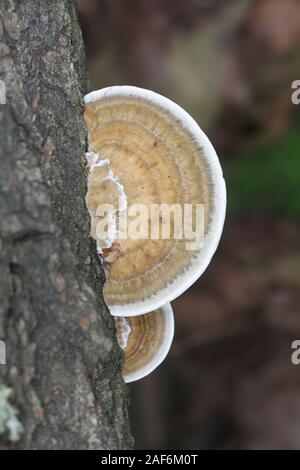 Daedaleopsis confragosa, known as the thin walled maze polypore or the blushing bracket, wild fungus from Finland Stock Photo