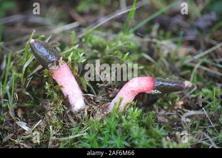 Mutinus ravenelii, known as the red stinkhorn fungus, wild mushrooms from Finland Stock Photo