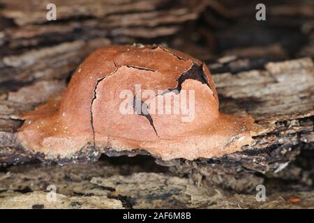 Fuligo leviderma, a plasmodial slime mold or mould from Finland Stock Photo
