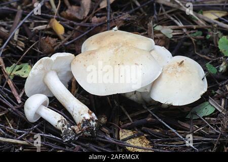 Tricholoma stiparophyllum, known as the chemical knight mushroom, wild fungus from Finland Stock Photo