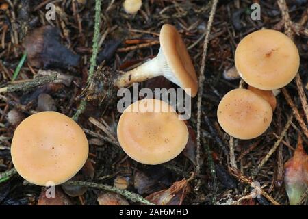 Paralepista flaccida (also called Clitocybe flaccida, Clitocybe inversa, Lepista flaccida and Lepista inversa), the tawny funnel cap, mushroom from Fi Stock Photo