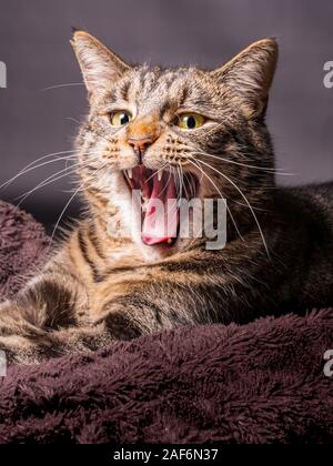 Young yawning European cat lying on a brown blanket Stock Photo