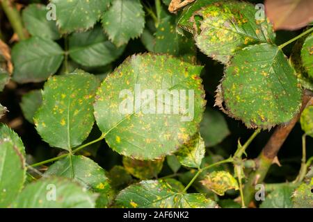 sick rose flowers and leaves in spots of rot. Protection against ...
