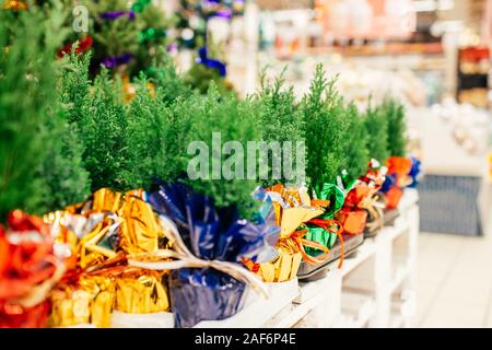 Small seedlings of thuja in different colors in pots are sold in the store on Christmas and new year's eve. Stock Photo