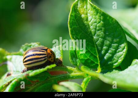 Colorado potato beetle among potato leaves, macro photo Stock Photo