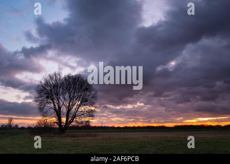 Large tree without leaves on the meadow and clouds on the sky after sunset Stock Photo