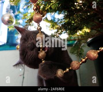 Curious Russian Blue Cat Chewing On Christmas Tree Decoration
