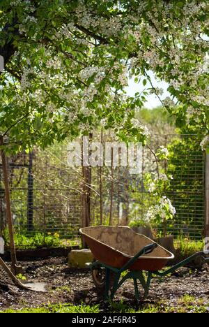 Garden wheelbarrow on the yard under the blooming pear tree, vertical photo Stock Photo