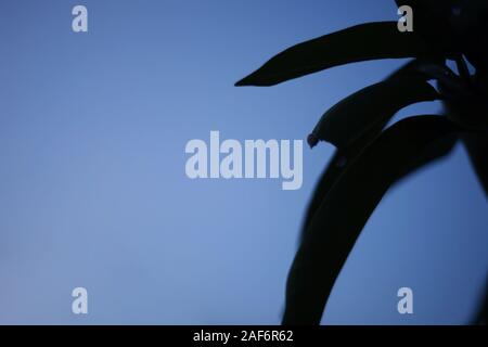 Mango leaf on blue sky backgrounds Stock Photo
