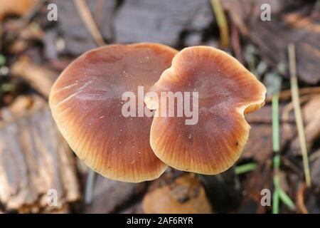Macrocystidia cucumis, known as Cucumber Cap, wild mushroom from Filnland Stock Photo