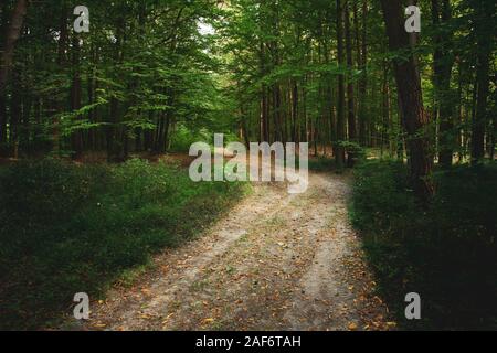 Dirt road through the green deciduous forest and fallen leaves Stock Photo