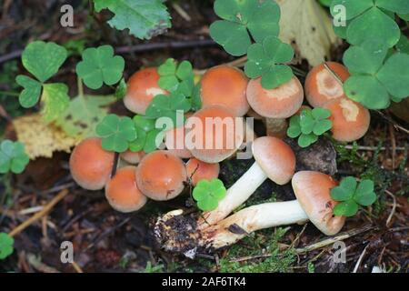 Hypholoma lateritium, known as brick cap or brick tuft, wild mushrooms from Finland Stock Photo