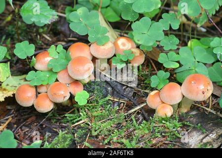 Hypholoma lateritium, known as brick cap or brick tuft, wild mushroom from Finland Stock Photo