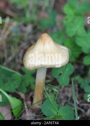 Inocybe rimosa, known as torn fibercap or split fibercap, wild mushrooms from Finland Stock Photo
