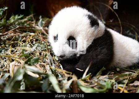 (191213) -- CHENGDU, Dec. 13, 2019 (Xinhua) -- Photo taken on Dec. 12, 2019 shows giant panda Qiao Qiao's cub in Wolong National Nature Reserve in southwest China's Sichuan Province. A giant panda mother raised in captivity was brought back to the conservation center Thursday after mating with a wild panda and giving birth to twins in southwest China. (Xinhua) Stock Photo