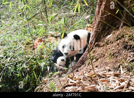 (191213) -- CHENGDU, Dec. 13, 2019 (Xinhua) -- Photo taken on Dec. 12, 2019 shows giant panda Qiao Qiao and its cub in Wolong National Nature Reserve in southwest China's Sichuan Province. A giant panda mother raised in captivity was brought back to the conservation center Thursday after mating with a wild panda and giving birth to twins in southwest China. (Xinhua) Stock Photo