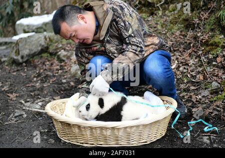 Chengdu. 13th Dec, 2019. A staff member checks the condition of giant panda Qiao Qiao's cub in Wolong National Nature Reserve in southwest China's Sichuan Province, Dec. 12, 2019. A giant panda mother raised in captivity was brought back to the conservation center Thursday after mating with a wild panda and giving birth to twins in southwest China. Credit: Xinhua/Alamy Live News Stock Photo