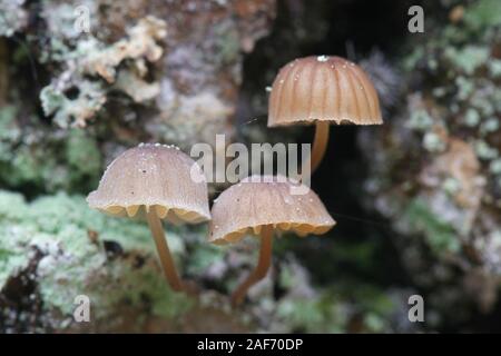 Mycena meliigena, a bonnet mushroom growing on oak trunk Stock Photo