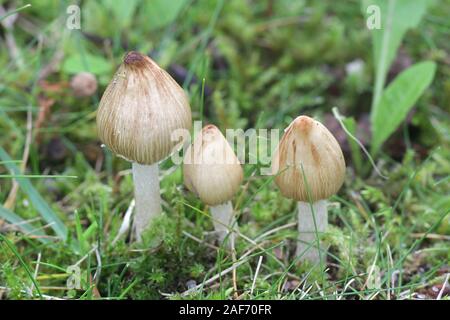 Inocybe rimosa, known as torn fibercap or split fibercap, wild mushroom from Finland Stock Photo