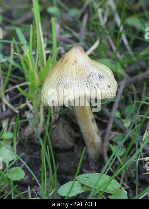 Inocybe rimosa, known as torn fibercap or split fibercap, wild mushroom from Finland Stock Photo