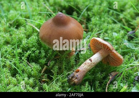 Cortinarius hinnuleus, known as Earthy Webcap, wild mushroom from ...