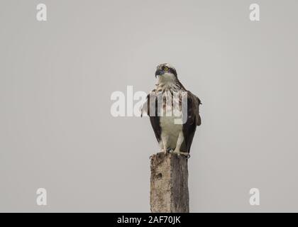 an Osprey ready to take off with hunting for fish at the lakes of Bhigwan  Stock Photo