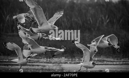 Back and white flock of Pallas gull taking off in the lake of Bhigwan  Stock Photo