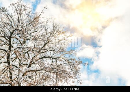 Big wide tree crown branches covered with snow with blue sky and bright shining sun on background. Winter nature scene. Good clear weather forecast Stock Photo