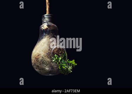 Concept of environmental conservation and green energy power with plant growing inside light bulb