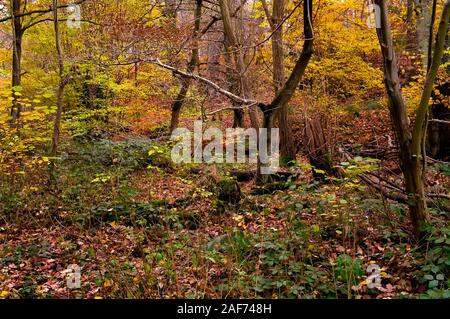 Spectacular autumn colours in a small-scale landscape Stock Photo