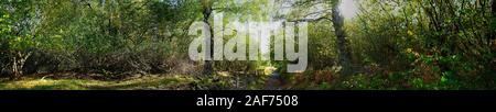 panoramic shot in forest, Auvergne, Puy de Dome. Stock Photo