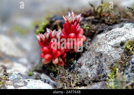 Flowering of the sedum brevifolium, Fuente De. Picos de Europa. Spain Stock Photo