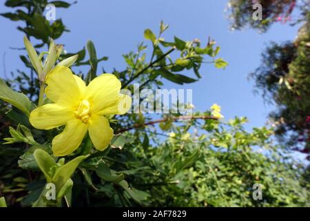 Primeljasmin (Jasminum mesnyi), gelbe Blüte, Bafra, Türkische Republik Nordzypern Stock Photo
