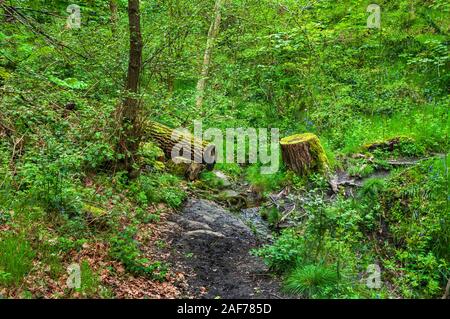 Cut tree covered in moss in woodland in Leeshall Wood, Gleadless Valley, Sheffield. Stock Photo