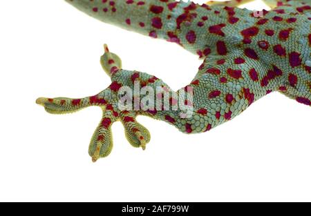 Close up Gecko leg and fingers on white background Stock Photo