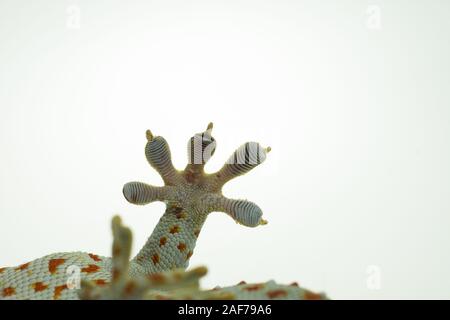 Close up Gecko leg and fingers on white background Stock Photo