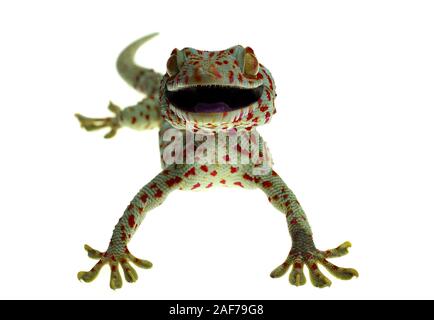 Close up smile gecko on white background Stock Photo