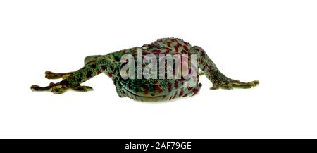 Close up smile gecko on white background Stock Photo