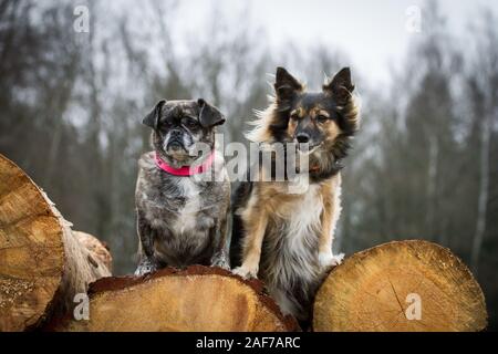 Two small mix dogs sitting on a wood pile Stock Photo